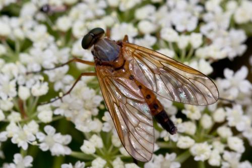 Rhagio tringarius