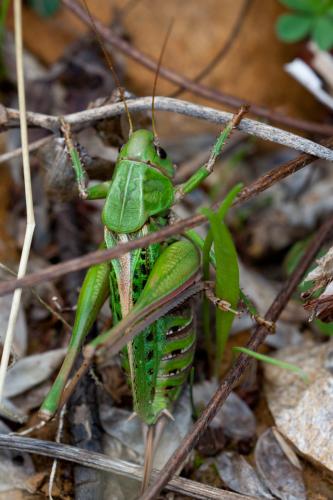Decticus verrucivorus verrucivorus