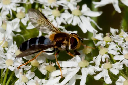 Réf. 149 666 : Leucozona glaucia