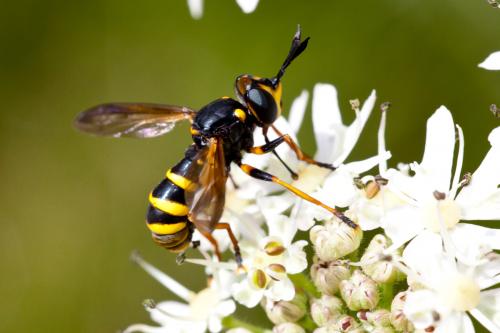 Conops flavipes