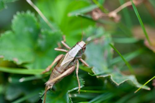 Réf. 149 724 : Metrioptera sp.