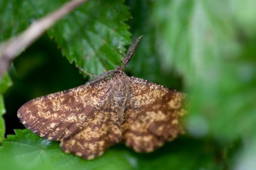 Réf. 149 730 : Ematurga atomaria