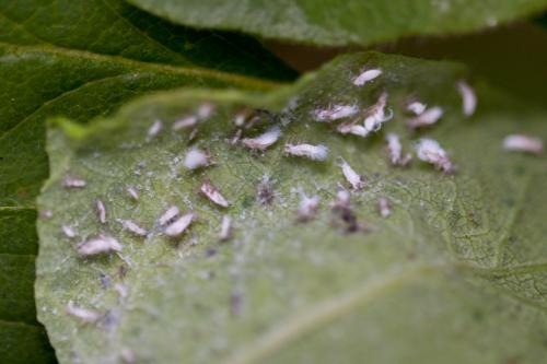Réf. 149 755 : Prociphilus xylostei xylostei