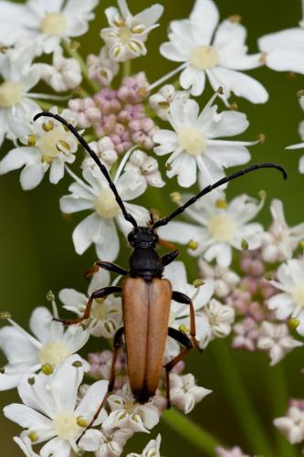 Réf. 149 757 : Stictoleptura rubra