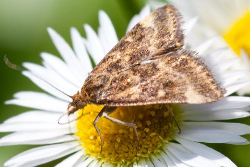 Pyrausta despicata