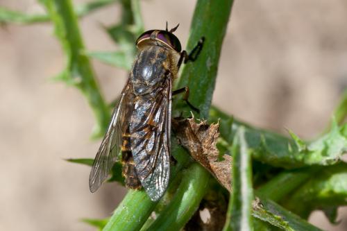 Réf. 149 801 : Tabanus glaucopis