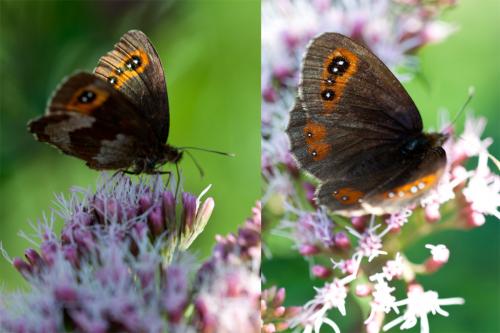 Erebia aethiops