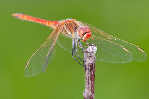 Réf. 149 808 : Sympetrum fonscolombii