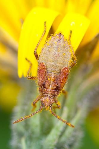 Corizus hyoscyami hyoscyami