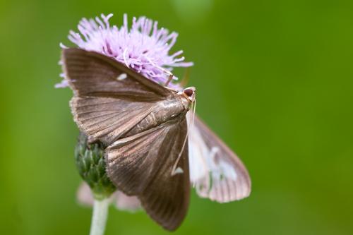 Cydalima perspectalis