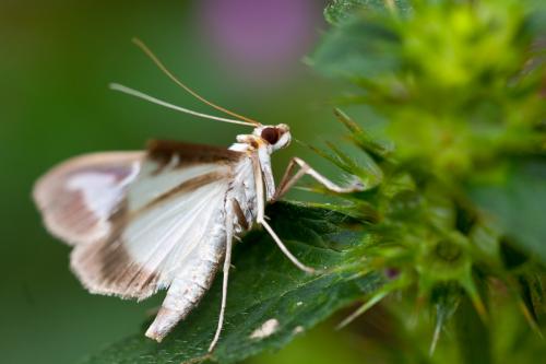 Cydalima perspectalis