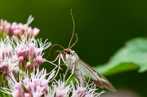Cydalima perspectalis