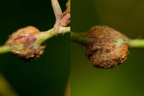 Lasioptera rubi