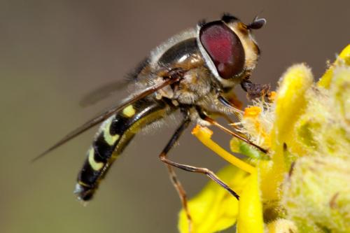 Réf. 149 831 : Scaeva selenitica