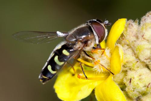 Réf. 149 830 : Scaeva selenitica
