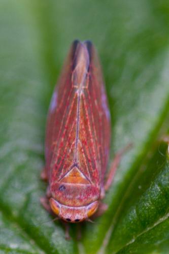 Idiodonus cruentatus
