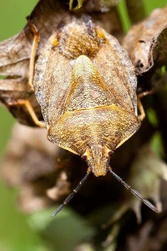 Réf. 149 886 : Carpocoris melanocerus