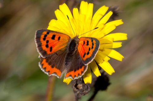 Lycaena phlaeas