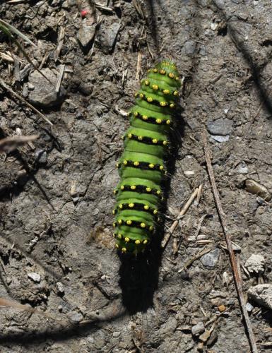 Réf. 149 607 : Saturnia pavonia