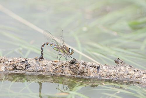 Aeshna mixta