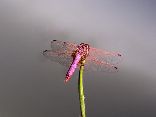 Réf. 149 150 : Trithemis annulata