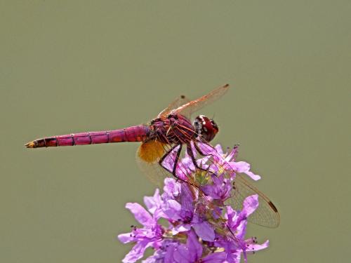 Réf. 149 151 : Trithemis annulata