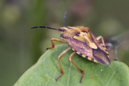 Carpocoris purpureipennis