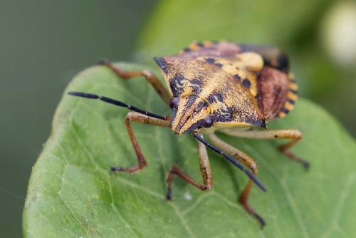 Carpocoris purpureipennis