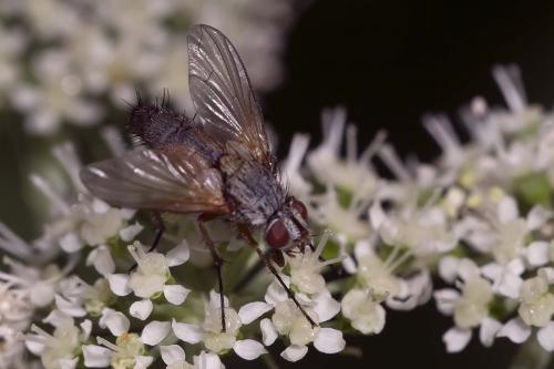 Réf. 149 424 : Solieria pacifica