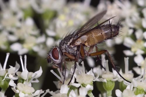 Solieria pacifica