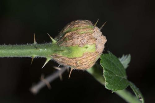Réf. 149 907 : Lasioptera rubi