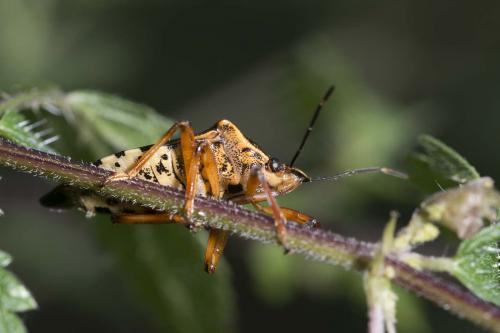 Pinthaeus sanguinipes