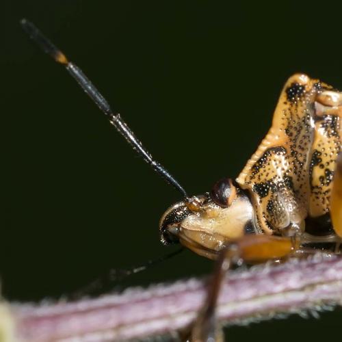 Pinthaeus sanguinipes