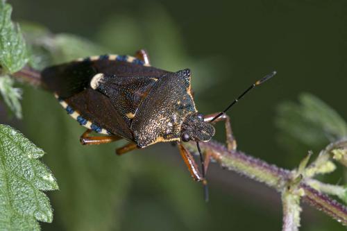 Pinthaeus sanguinipes