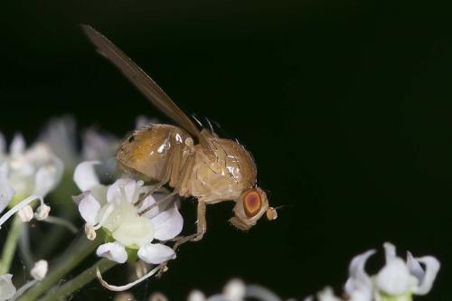 Sapromyza sexpunctata