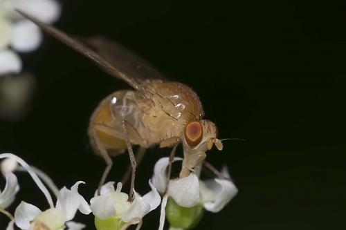 Sapromyza sexpunctata