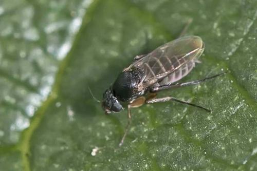 Megaselia sp.