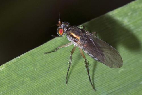 Dolichopus sp.