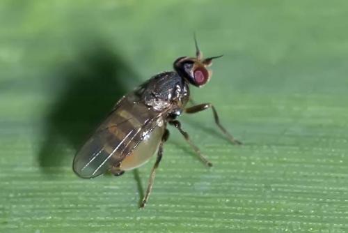 Elachiptera sp.