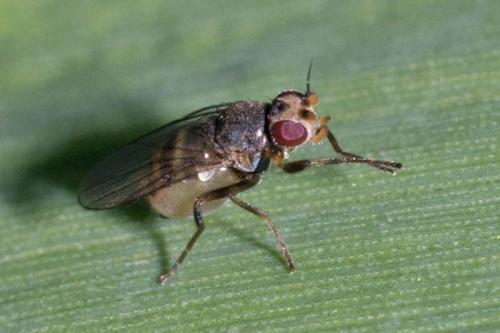 Elachiptera sp.