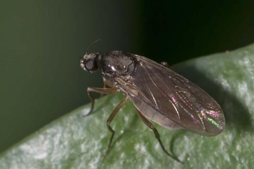 Gymnophora sp.