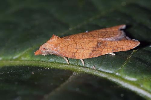Acleris rhombana