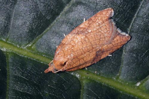 Acleris rhombana