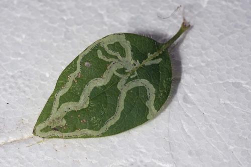 Chromatomyia aprilina