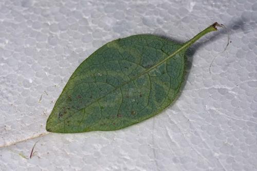Chromatomyia aprilina