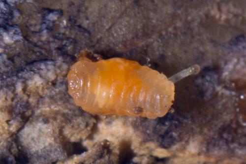 Réf. 149 906 : Lasioptera rubi