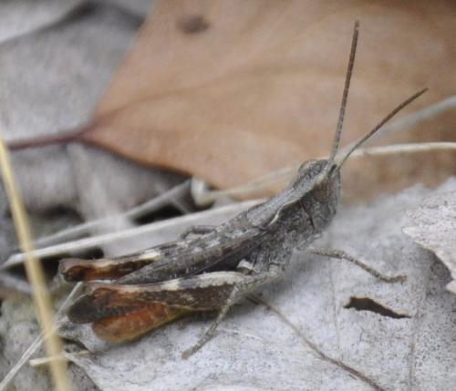 Réf. 149 061 : Chorthippus vagans vagans