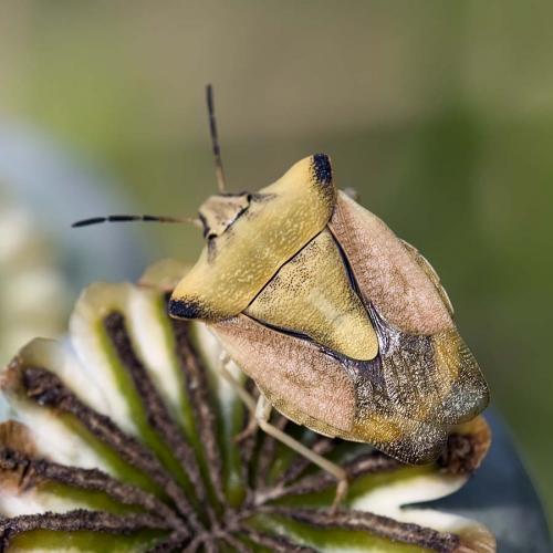 Réf. 149 641 : Carpocoris fuscispinus