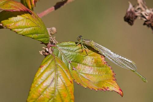 Enallagma cyathigerum