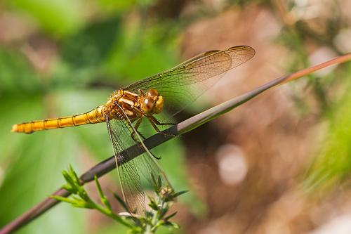 Réf. 149 224 : Orthetrum coerulescens